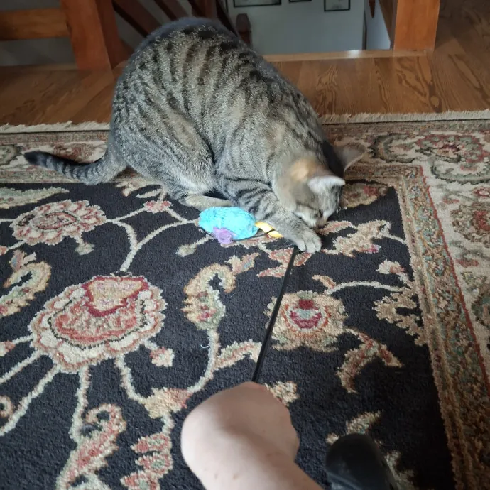 The Cat Purrfessor