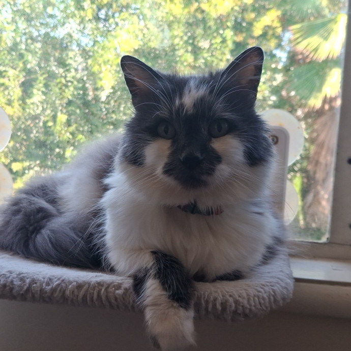 The Cat Purrfessor photo 3