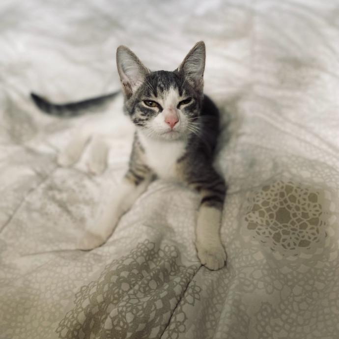 Cat Lover In Portland Or
