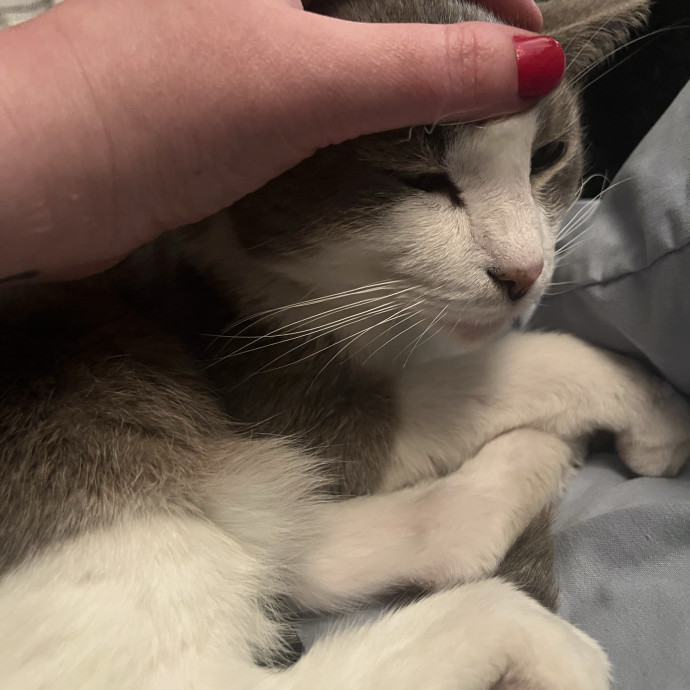 Care From A Lifelong Cat Lady