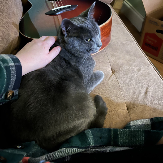 Care From A Lifelong Cat Lady photo 3
