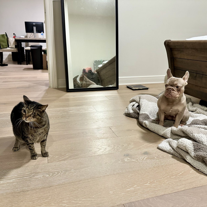 Loving Cat Sitter Wmedication Exp
