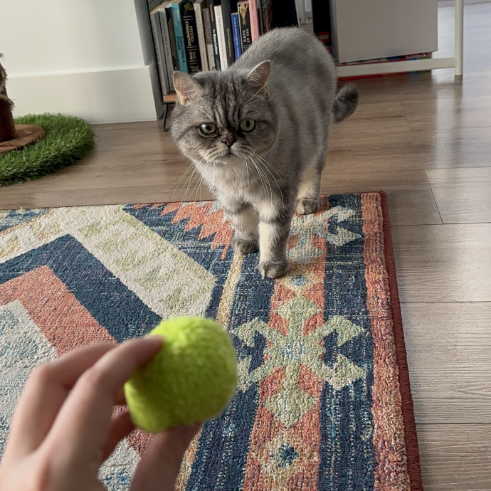 Loving Cat Sitter Wmedication Exp