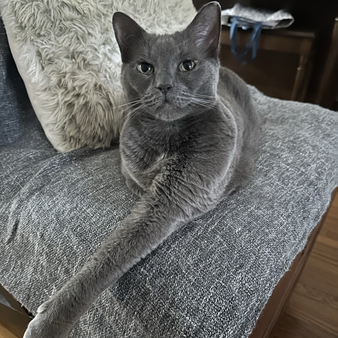 Loving Cat Sitter Wmedication Exp