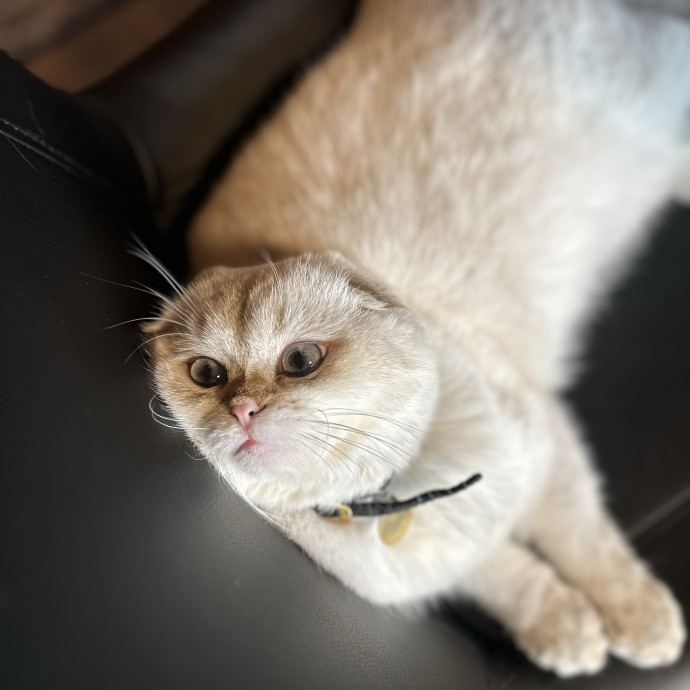 Loving Cat Sitter Wmedication Exp