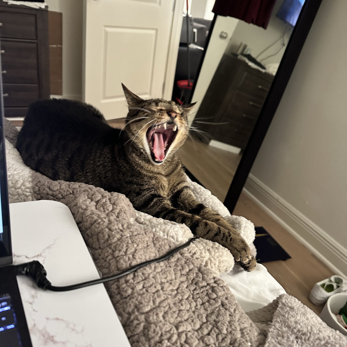 Loving Cat Sitter Wmedication Exp