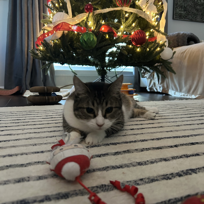 The Pet Auntie