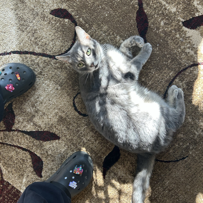The Pet Auntie