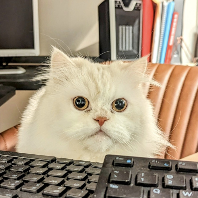 Ren- Emergency-Ready Catcare- Sheltermom