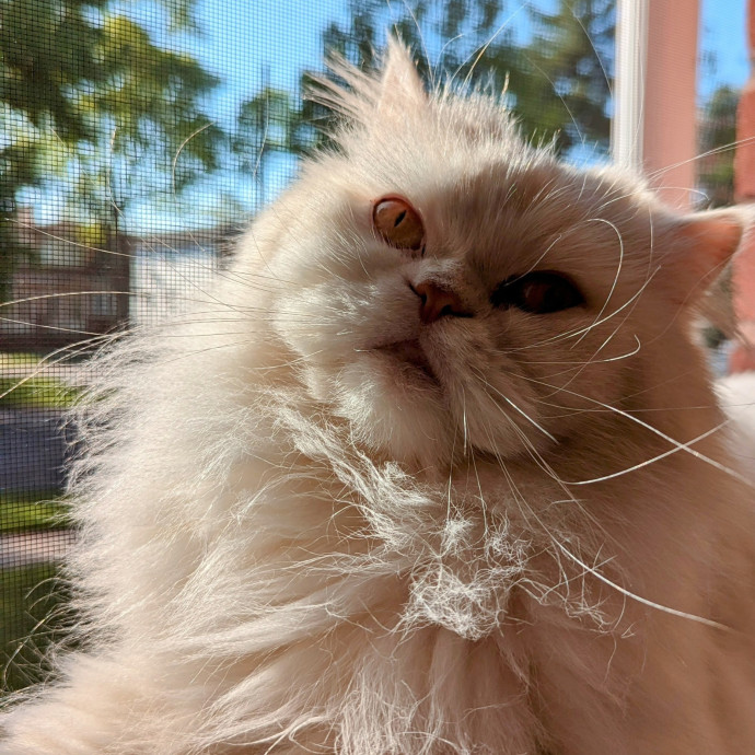 Ren- Emergency-Ready Catcare- Sheltermom