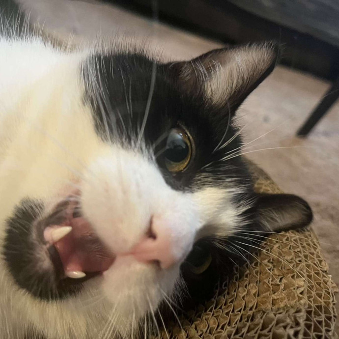 Ren- Emergency-Ready Catcare- Sheltermom