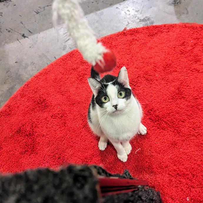Ren- Emergency-Ready Catcare- Sheltermom