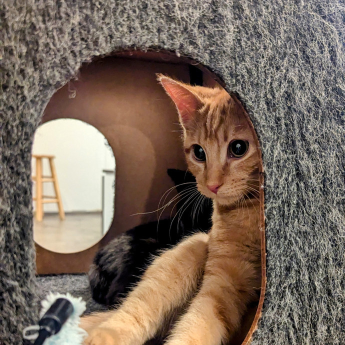 Ren- Emergency-Ready Catcare- Sheltermom