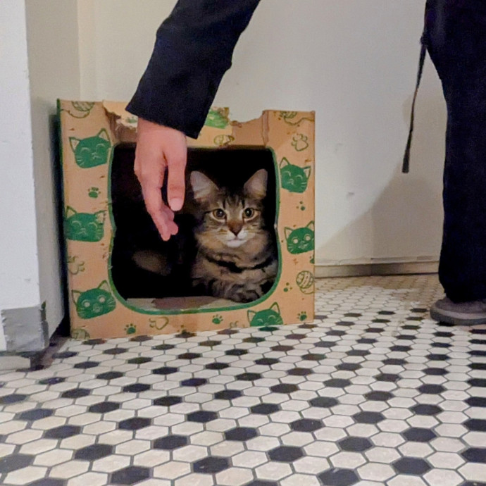 Ren- Emergency-Ready Catcare- Sheltermom