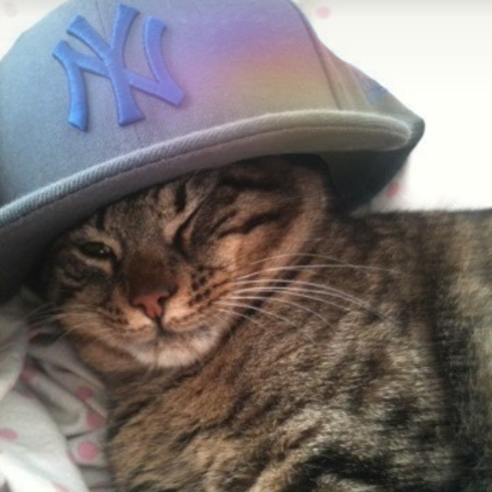 Ren- Emergency-Ready Catcare- Sheltermom photo 2