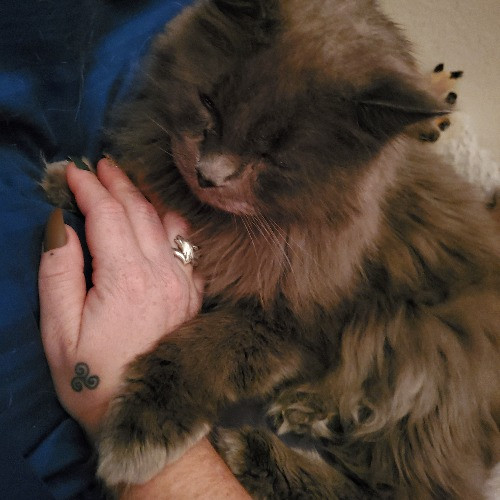 Fear Free Certified Petsitter Austin Tx