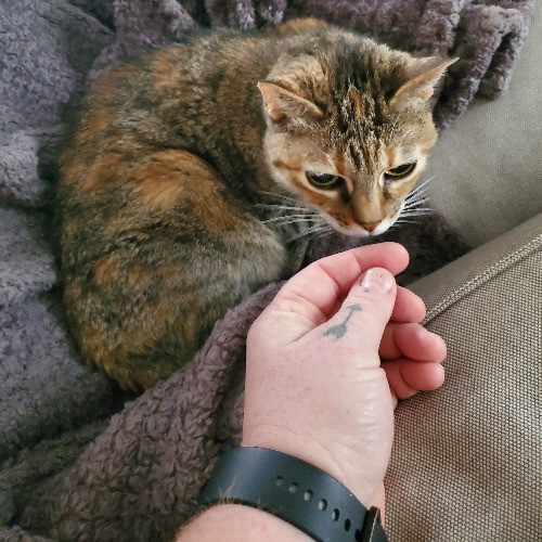 Fear Free Certified Petsitter Austin Tx