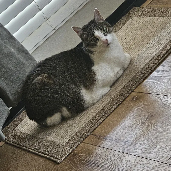 Professional Cat Care You Can Trust