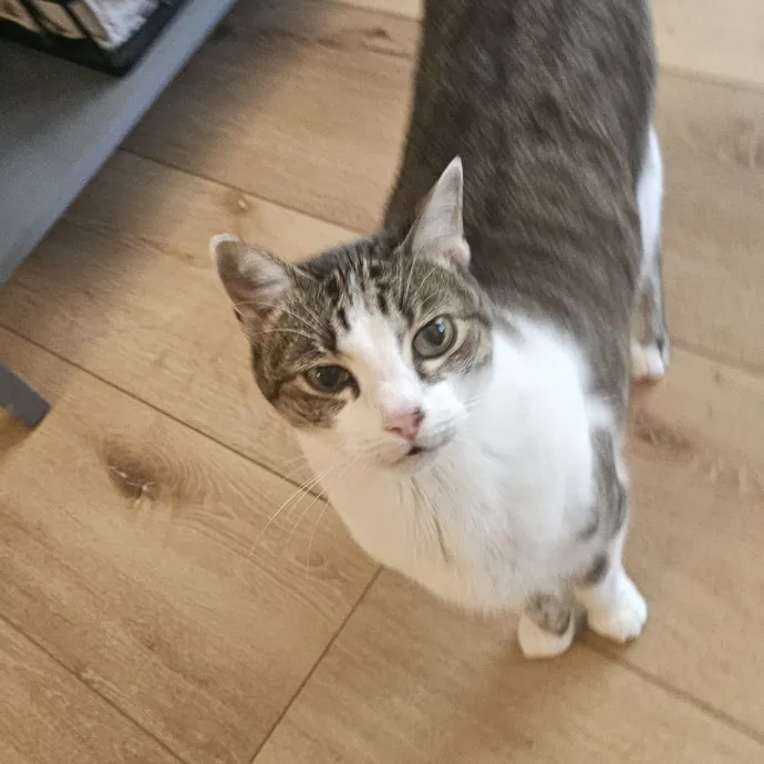 Professional Cat Care You Can Trust