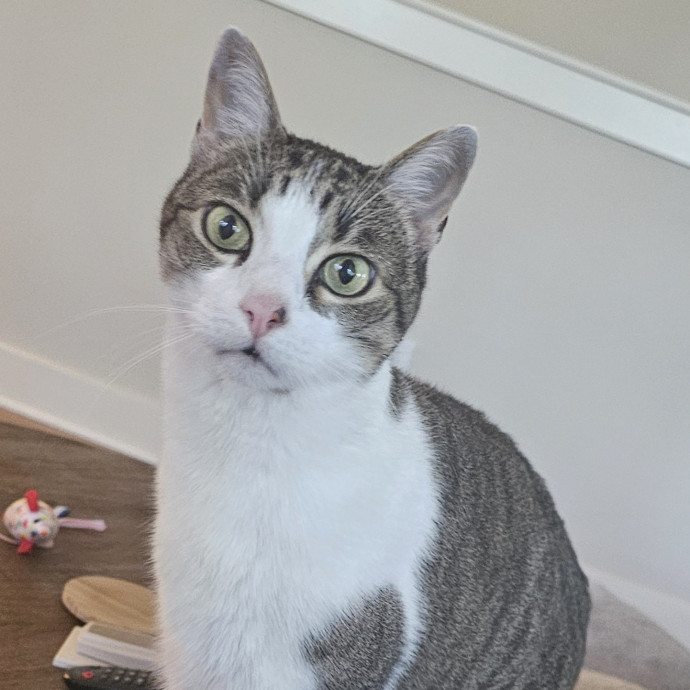 Professional Cat Care You Can Trust