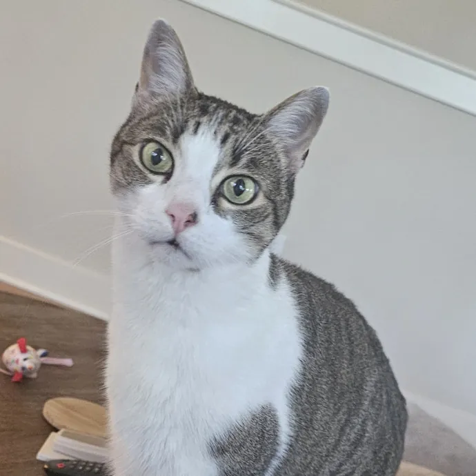 Professional Cat Care You Can Trust