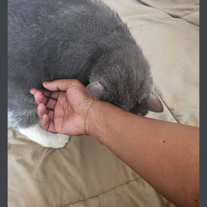 Professional Cat Care You Can Trust