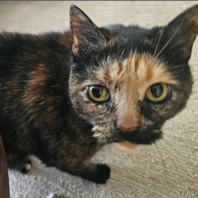 Professional Cat Care You Can Trust