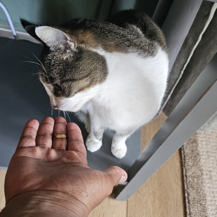 Professional Cat Care You Can Trust