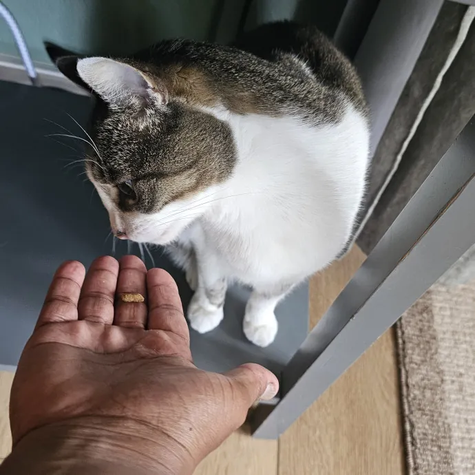 Professional Cat Care You Can Trust