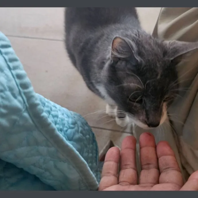 Professional Cat Care You Can Trust