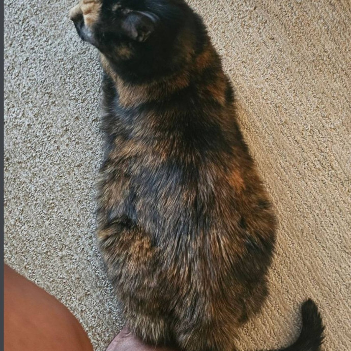 Professional Cat Care You Can Trust