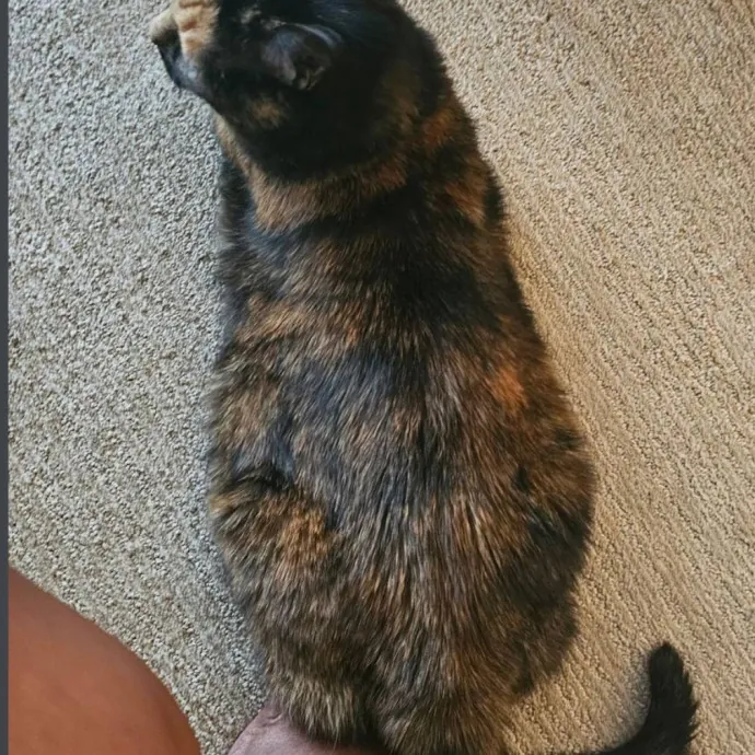 Professional Cat Care You Can Trust