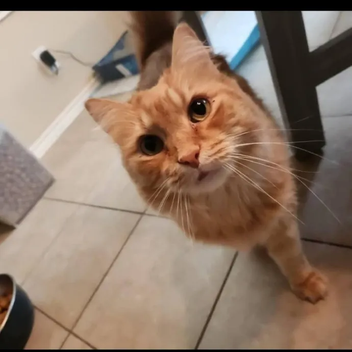 Professional Cat Care You Can Trust