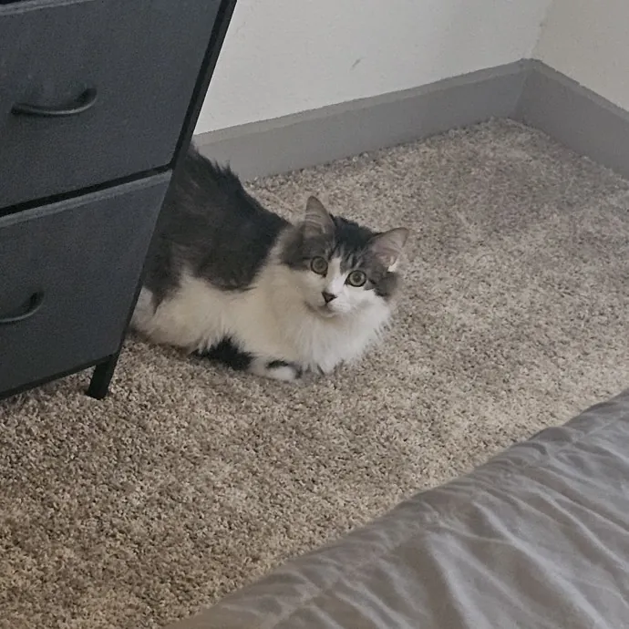 Professional Cat Care You Can Trust