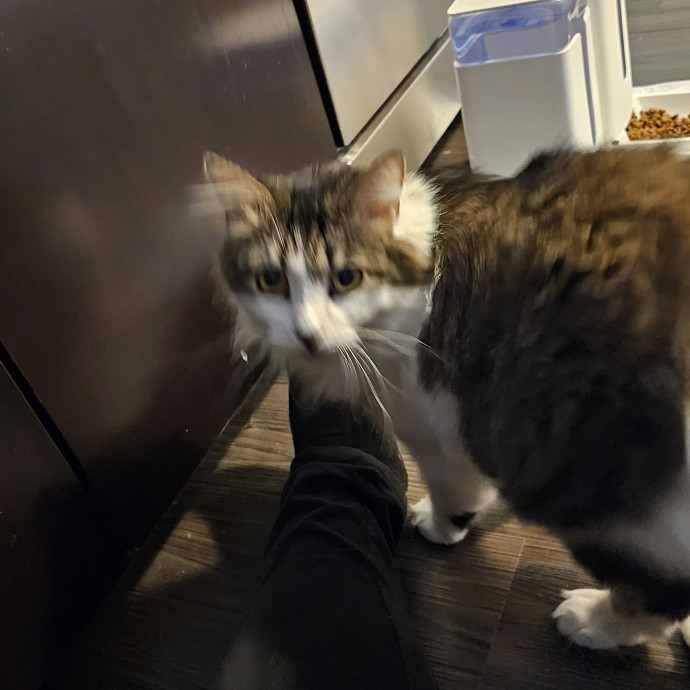 Professional Cat Care You Can Trust