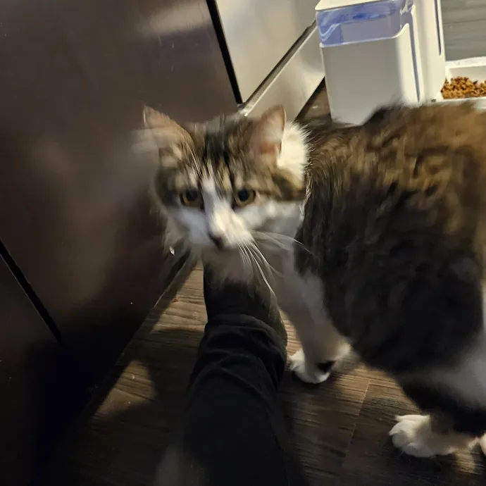 Professional Cat Care You Can Trust