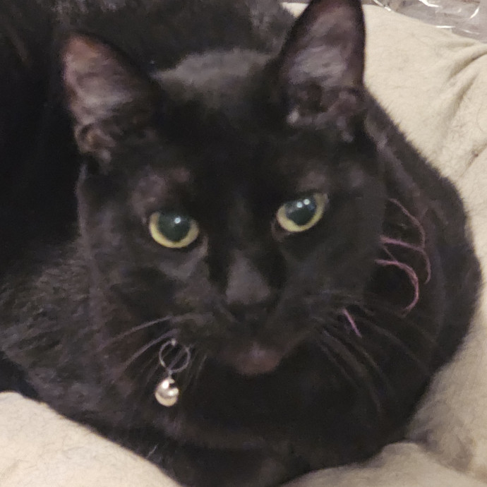 Professional Cat Care You Can Trust