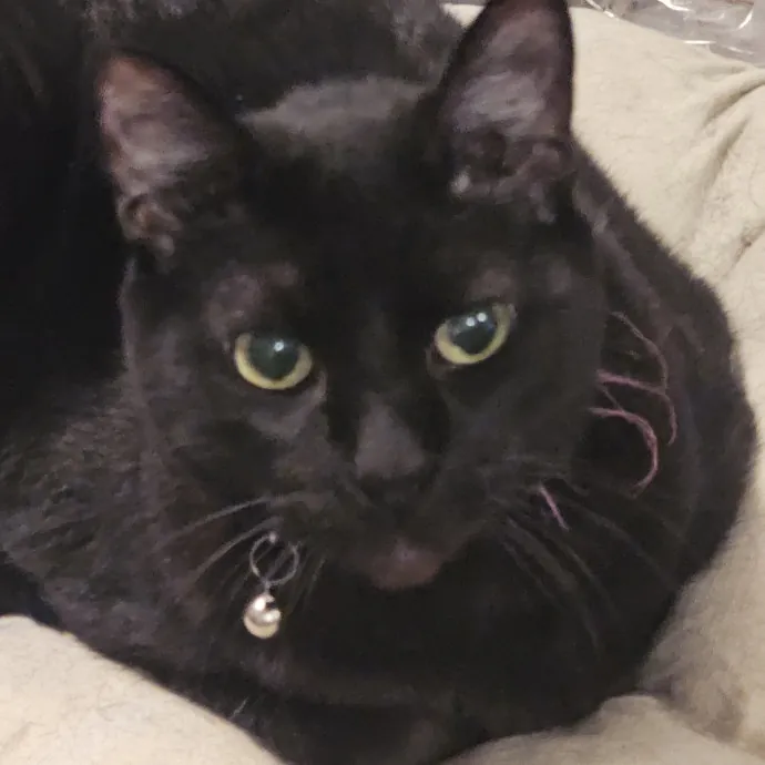 Professional Cat Care You Can Trust