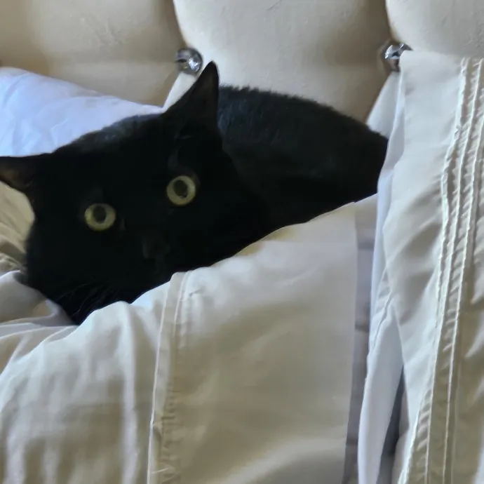 Professional Cat Care You Can Trust