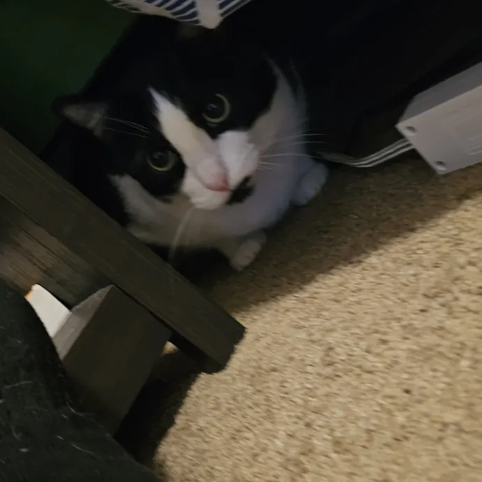 Professional Cat Care You Can Trust