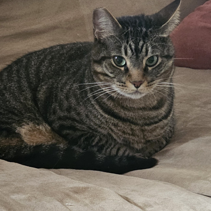 Professional Cat Care You Can Trust