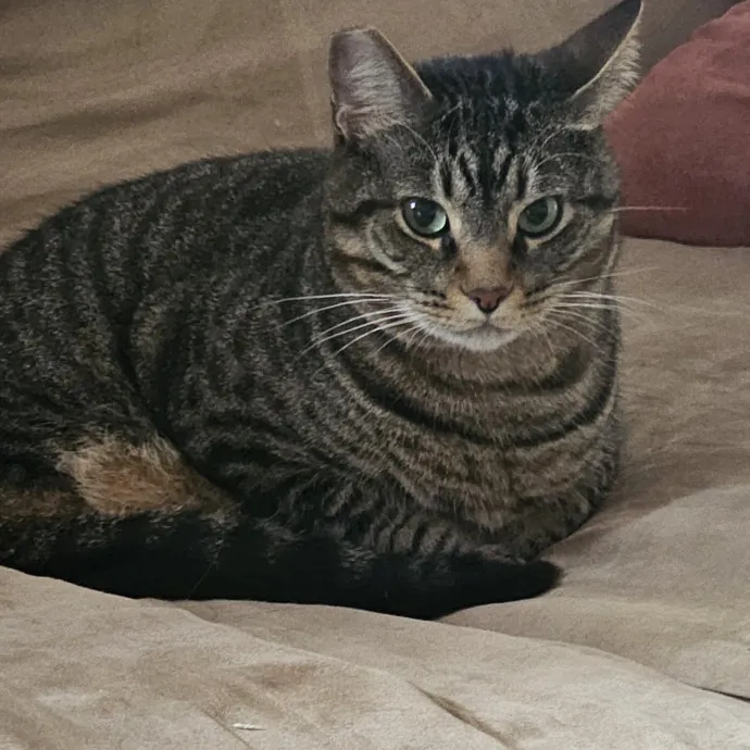 Professional Cat Care You Can Trust