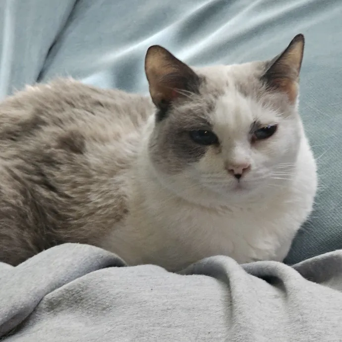 Professional Cat Care You Can Trust