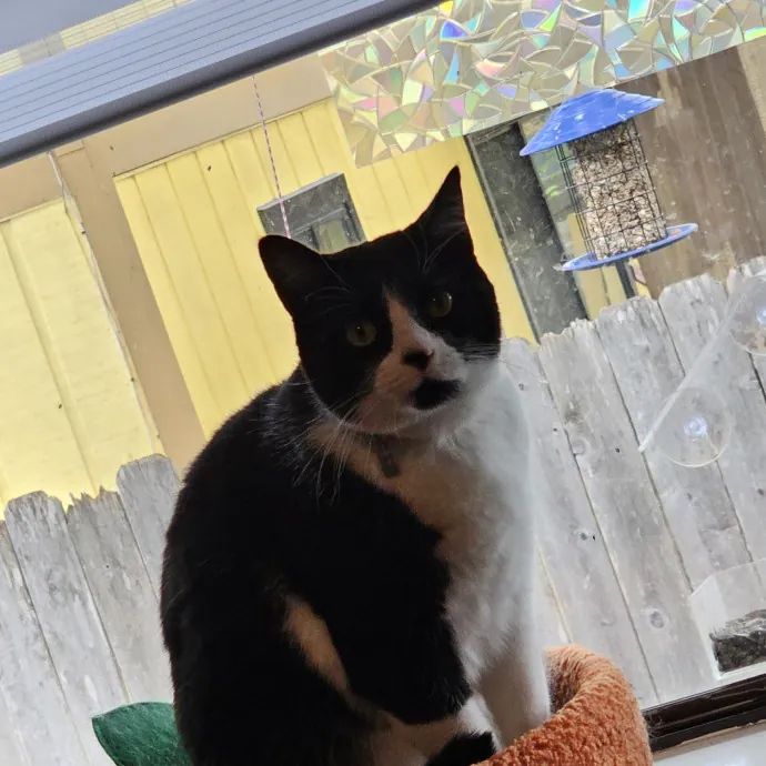 Professional Cat Care You Can Trust