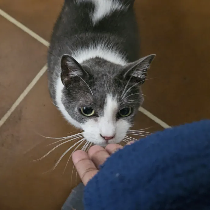 Professional Cat Care You Can Trust