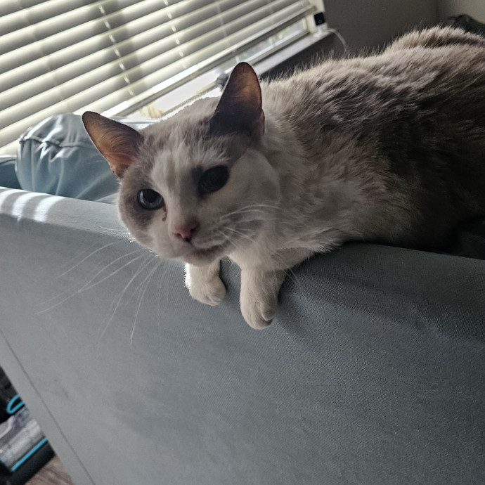 Professional Cat Care You Can Trust