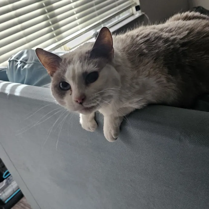 Professional Cat Care You Can Trust