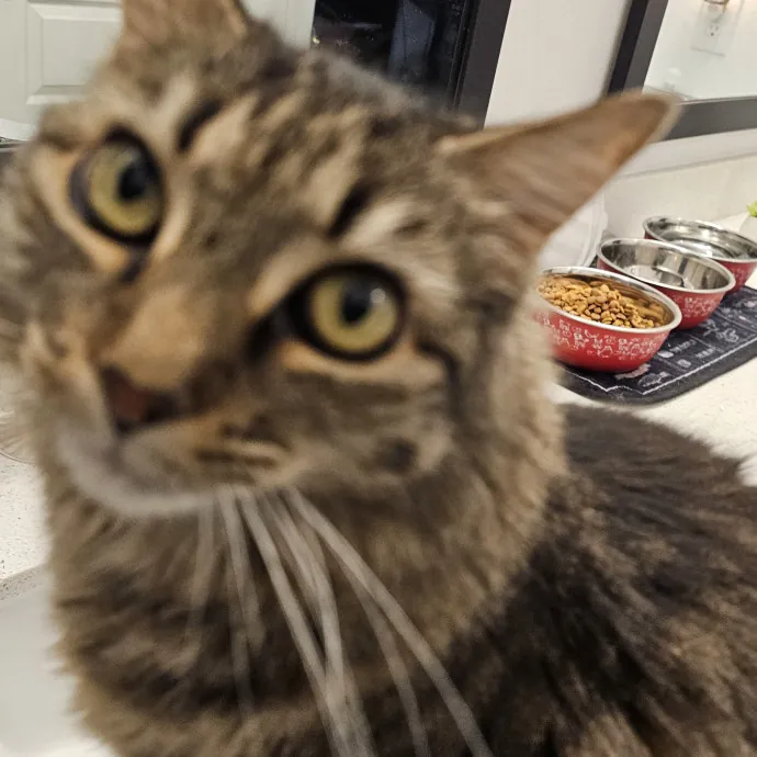 Professional Cat Care You Can Trust