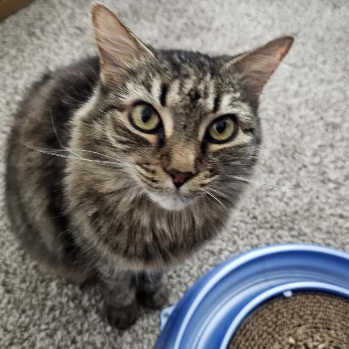 Professional Cat Care You Can Trust