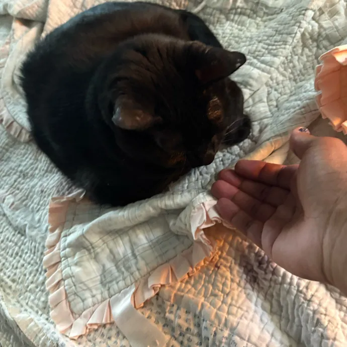 Professional Cat Care You Can Trust